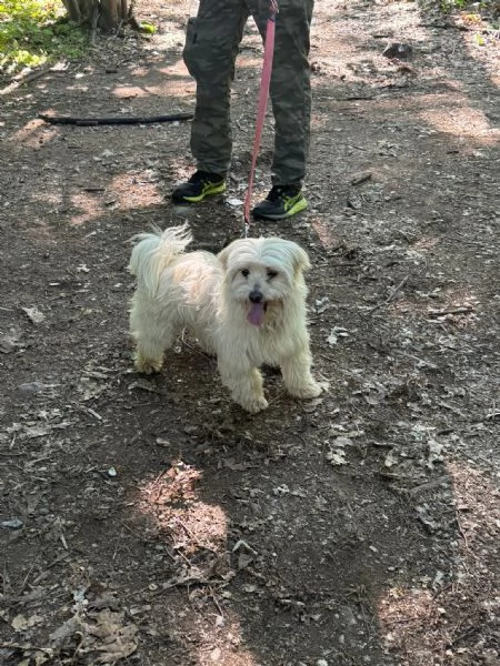 Diego splendido maltese | Foto 6