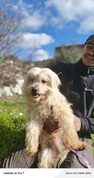 Diego splendido maltese | Foto 5