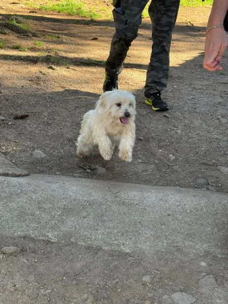 Diego splendido maltese | Foto 4