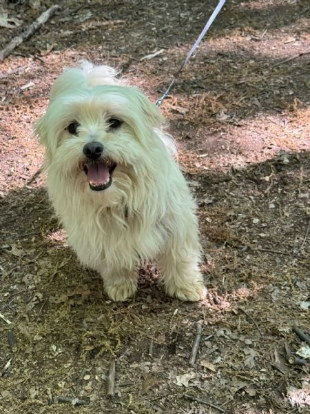 Diego splendido maltese