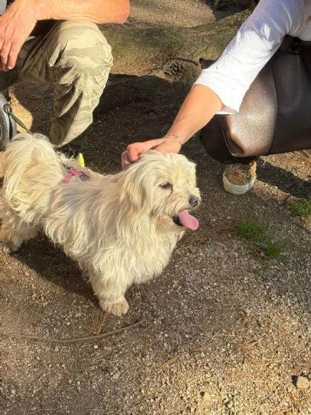 Diego splendido maltese | Foto 3