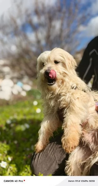 Diego splendido maltese | Foto 4