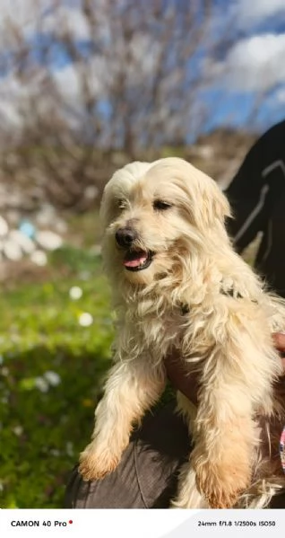 Diego splendido maltese