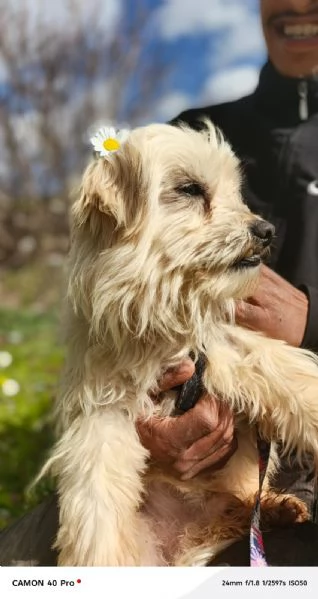 Diego splendido maltese | Foto 3