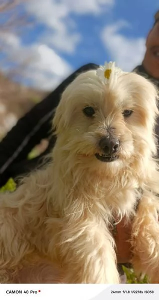 Diego splendido maltese | Foto 2