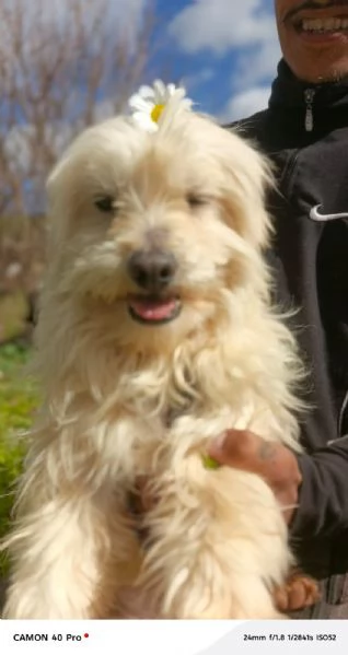 Diego splendido maltese | Foto 1