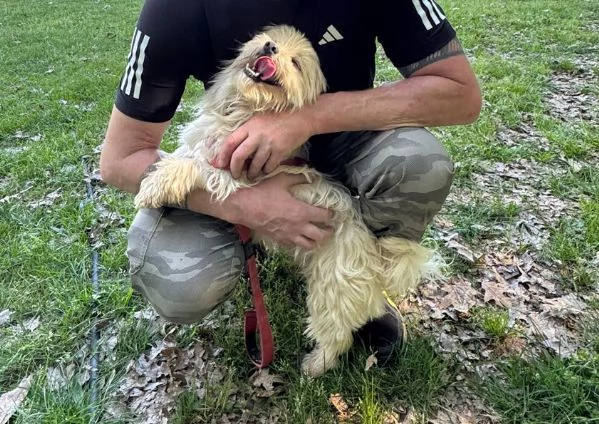 Diego splendido maltese | Foto 0