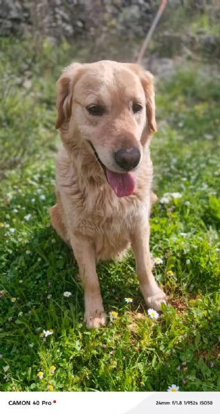Chloe una splendida Golden Retriever | Foto 4