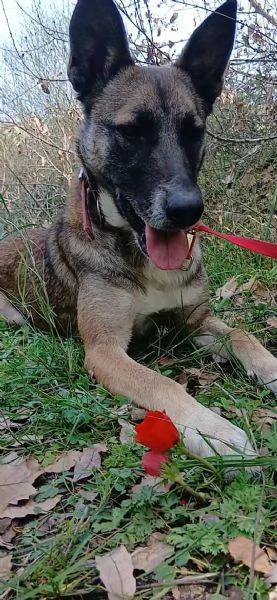 Kira unenergica e dolcissima simil Malinois