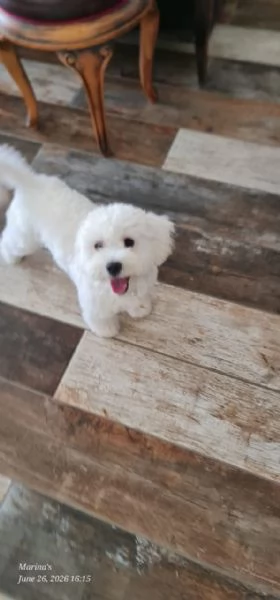 Leo simil lagotto giocherellone | Foto 1