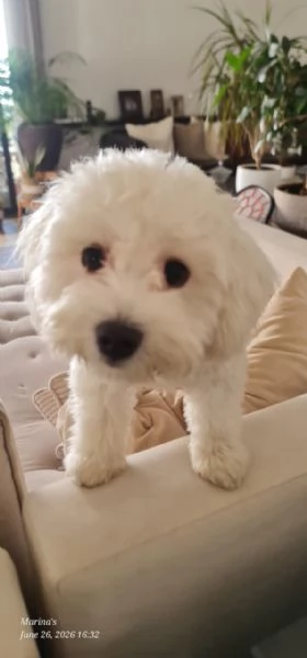 Leo simil lagotto giocherellone | Foto 0