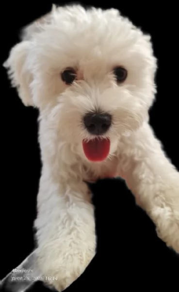 Leo simil lagotto giocherellone