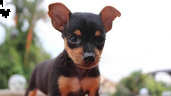 pinscher maschio e femmina super carini pronti per una nuova casa