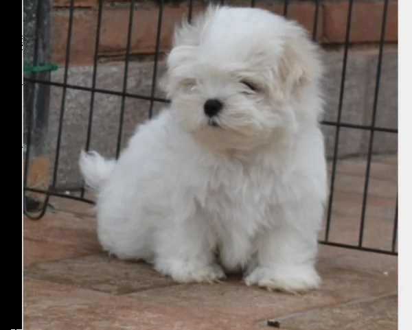 maltesi linea coreana con pedigree enci 