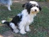 cucciola di maltese di due mesi 