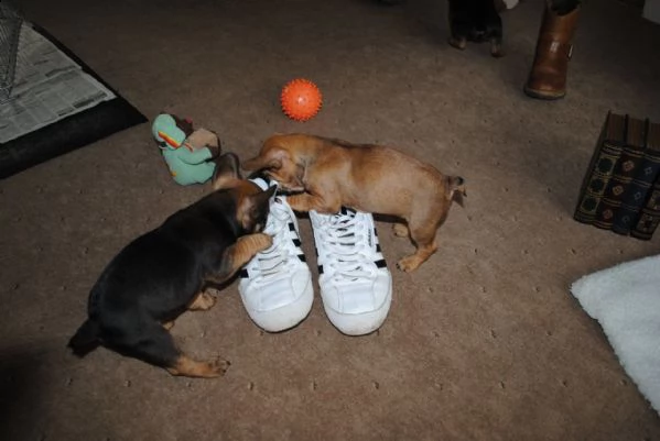 vendo cuccioli di bulldog francese maschio e femmina