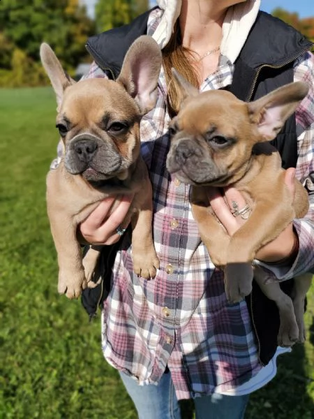 cuccioli di bulldog francese maschi e femmine addestrati