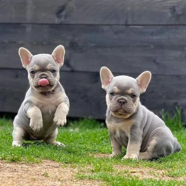 cuccioli di bulldog francesi carini e adorabili per ladozione | Foto 0