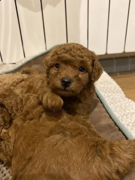 cucciolo barboncino nano maschio color fulvo con pedigree enci  | Foto 2