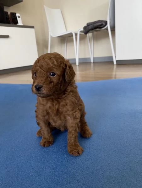cucciolo barboncino nano maschio color fulvo con pedigree enci  | Foto 1