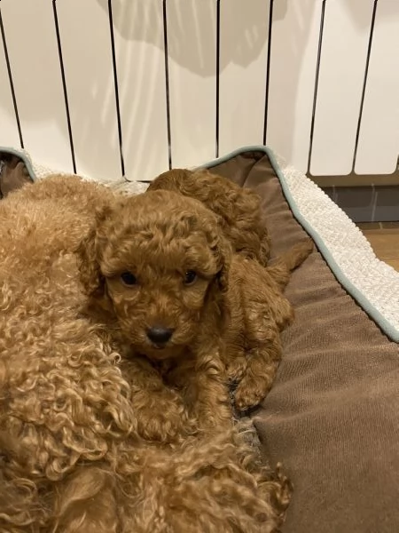cucciolo barboncino nano maschio color fulvo con pedigree enci  | Foto 0