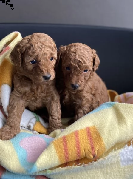 cucciolo barboncino nano maschio color fulvo con pedigree enci 