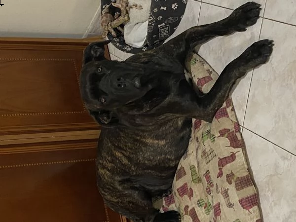 cuccioli cane corso | Foto 4