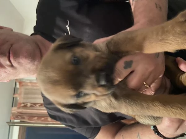 cuccioli cane corso | Foto 1