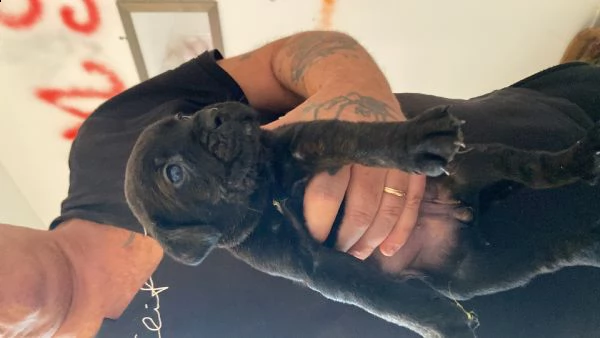 cuccioli cane corso | Foto 0