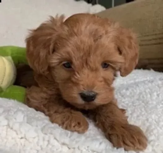 cuccioli di maltipoo