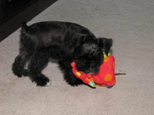 cuccioli di schnauzer miniatura