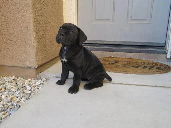 cuccioli di cane corso