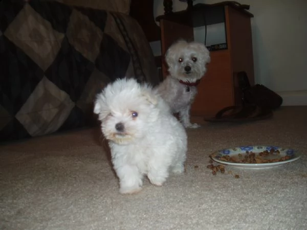 cuccioli di maltese | Foto 0