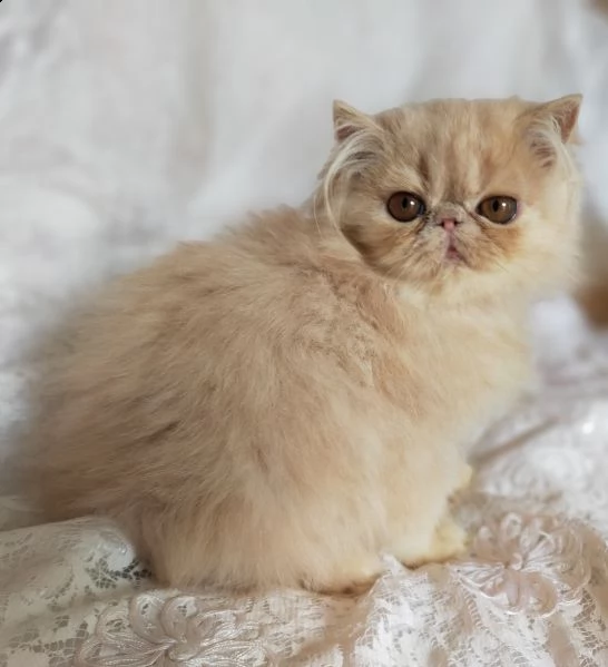 di gattina persiana colore cream | Foto 3
