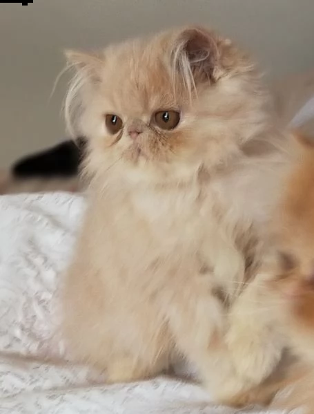 di gattina persiana colore cream | Foto 1