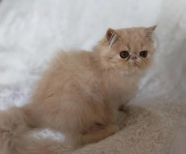 di gattina persiana colore cream | Foto 0