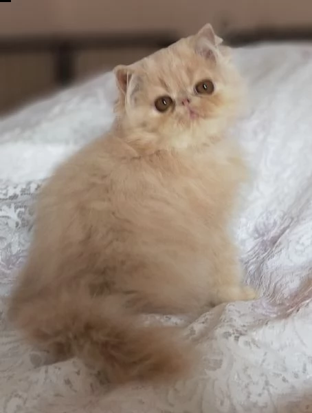di gattina persiana colore cream