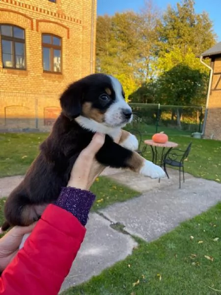 cuccioli di razza bovaro | Foto 1