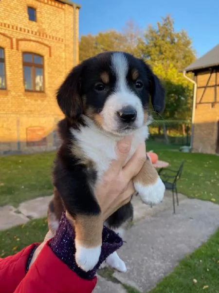 cuccioli di razza bovaro | Foto 0