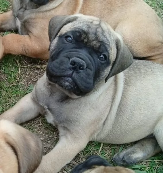 bullmastiff maschi e femmine ottimo tipo