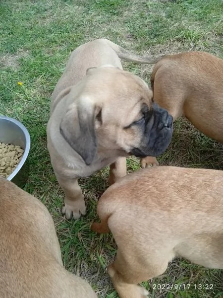 bullmastiff maschi e femmine ottimo tipo | Foto 2