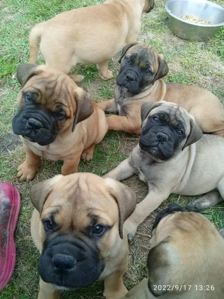bullmastiff maschi e femmine ottimo tipo | Foto 1