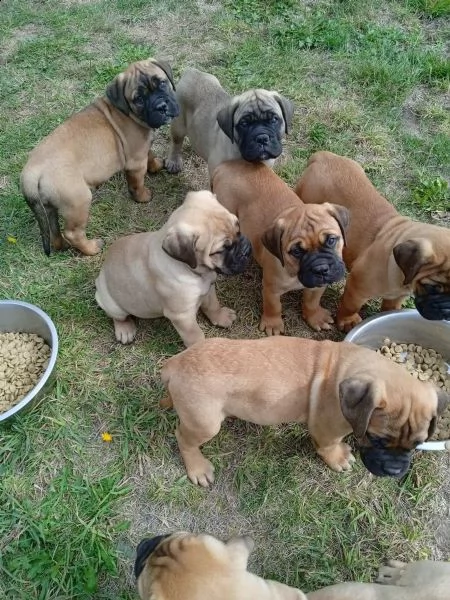 bullmastiff maschi e femmine ottimo tipo | Foto 0