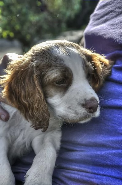 cuccioli di epagneul breton | Foto 0