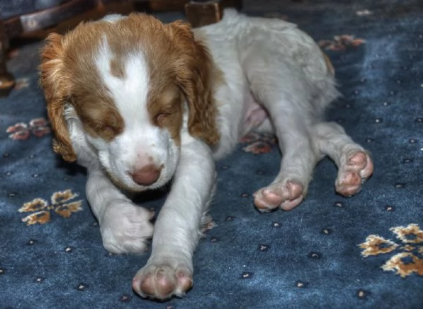 cuccioli di epagneul breton