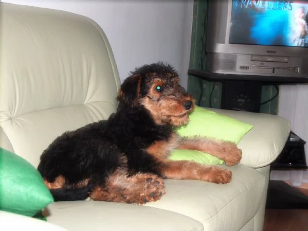 cuccioli airedale  terrier con pedigree | Foto 0