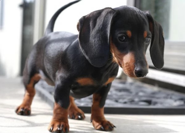 cuccioli bassotto tedesco