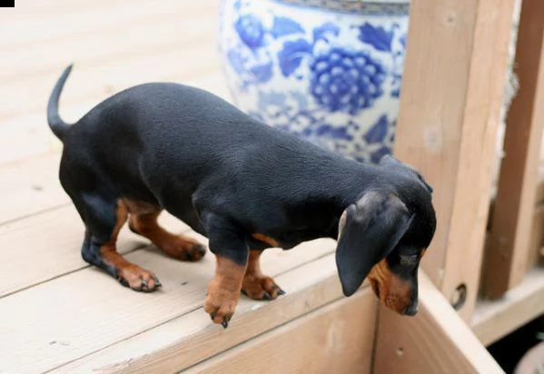 cuccioli bassotto tedesco | Foto 0