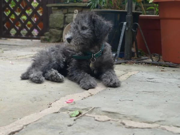 cuccioli di bedlington terrier | Foto 0