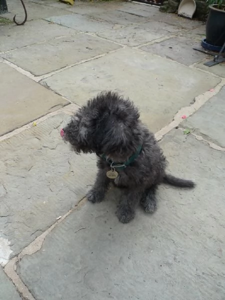 cuccioli di bedlington terrier